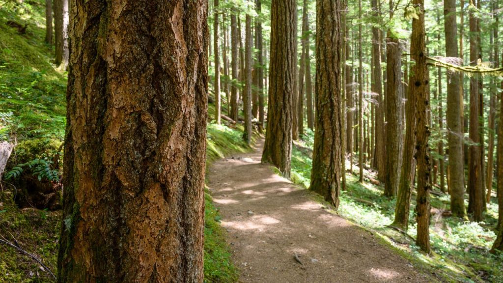 Pacific Northwest Trail Your Ultimate - Pacific Northwest Trail 1024x576 